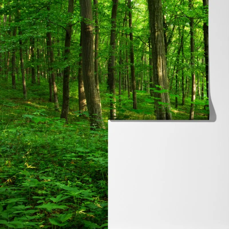 Fototapeta słoneczny zielony las wiosną – Wallissimo® Fototapeta słoneczny zielony las wiosną – Wallissimo®