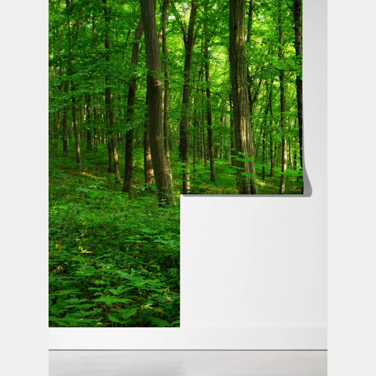 Fototapeta słoneczny zielony las wiosną – Wallissimo® Fototapeta słoneczny zielony las wiosną – Wallissimo®