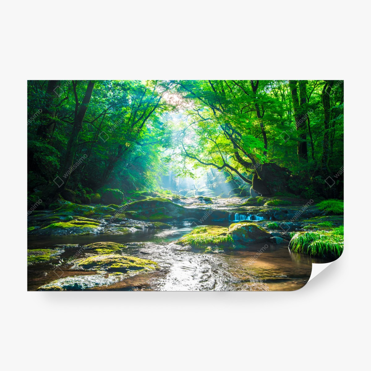 Fototapeta słoneczny leśny strumień z mchem – Wallissimo® Fototapeta słoneczny leśny strumień z mchem – Wallissimo®
