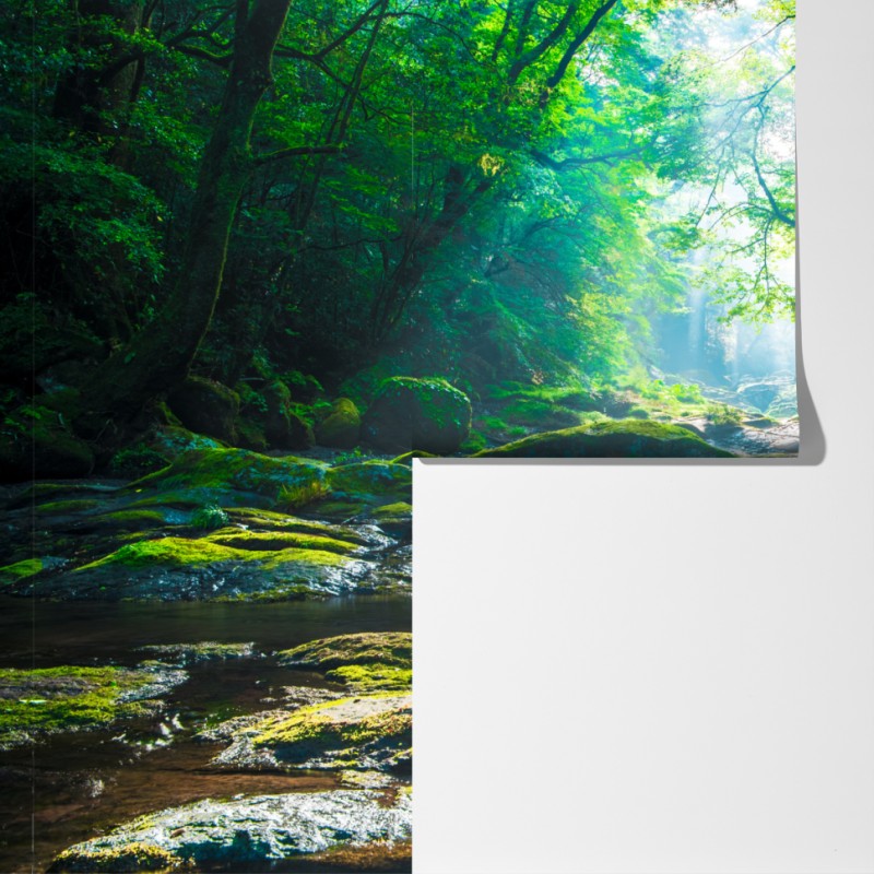 Fototapeta słoneczny leśny strumień z mchem – Wallissimo® Fototapeta słoneczny leśny strumień z mchem – Wallissimo®