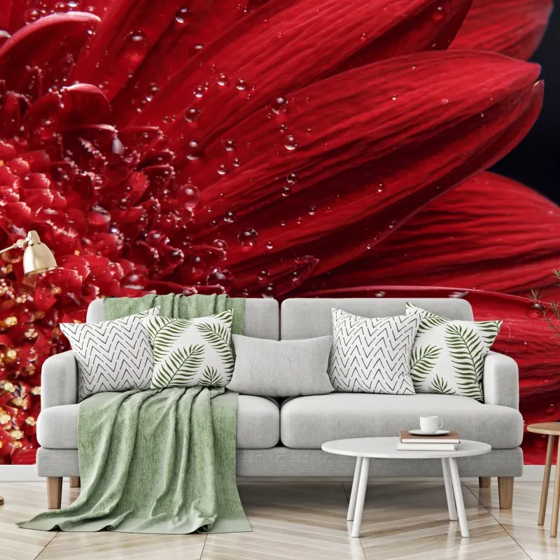 Fototapeta czerwona gerbera makro z kroplami rosy