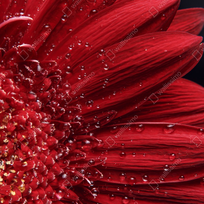 Fototapeta czerwona gerbera makro z kroplami rosy – Wallissimo® Fototapeta czerwona gerbera makro z kroplami rosy – Wallissimo®