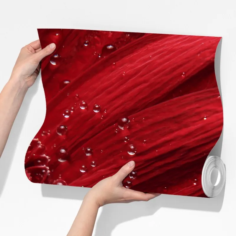 Fototapeta czerwona gerbera makro z kroplami rosy – Wallissimo® Fototapeta czerwona gerbera makro z kroplami rosy – Wallissimo®