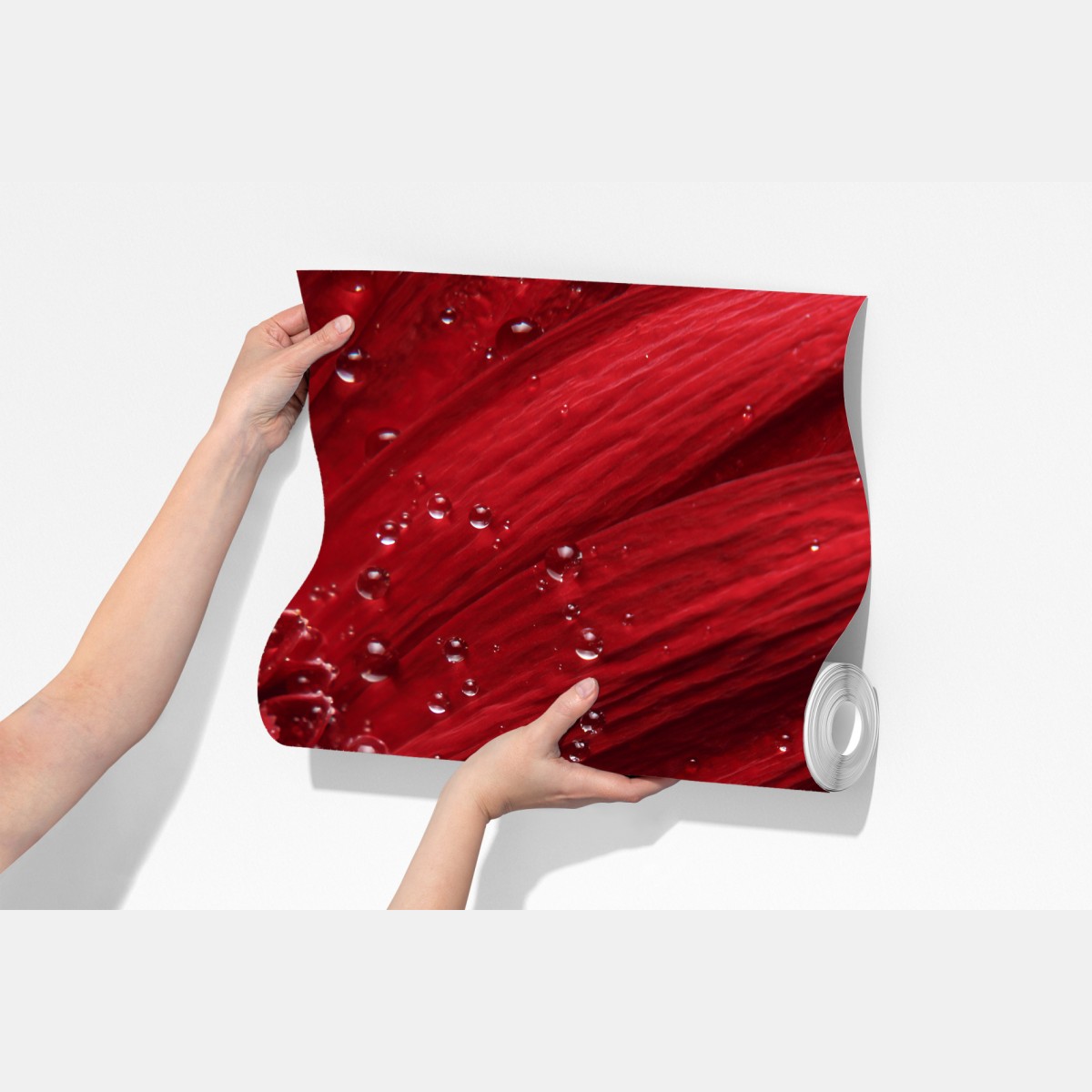 Fototapeta czerwona gerbera makro z kroplami rosy – Wallissimo® Fototapeta czerwona gerbera makro z kroplami rosy – Wallissimo®