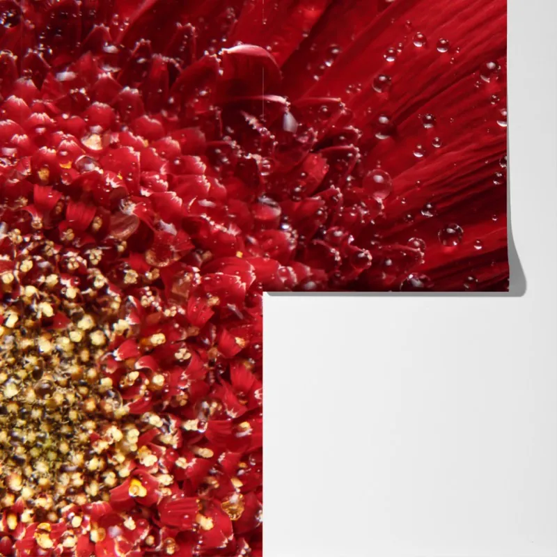 Fototapeta czerwona gerbera makro z kroplami rosy – Wallissimo® Fototapeta czerwona gerbera makro z kroplami rosy – Wallissimo®