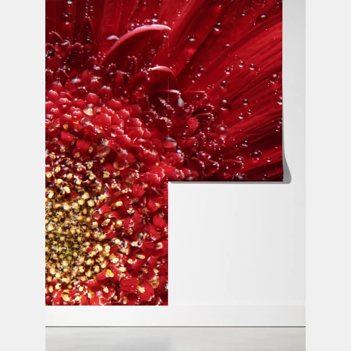 Fototapeta czerwona gerbera makro z kroplami rosy – Wallissimo® Fototapeta czerwona gerbera makro z kroplami rosy – Wallissimo®