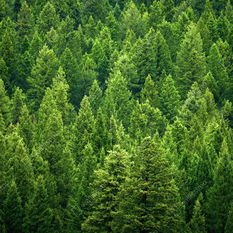 Fototapeta bujna korona lasu sosnowego – Wallissimo® Fototapeta bujna korona lasu sosnowego – Wallissimo®