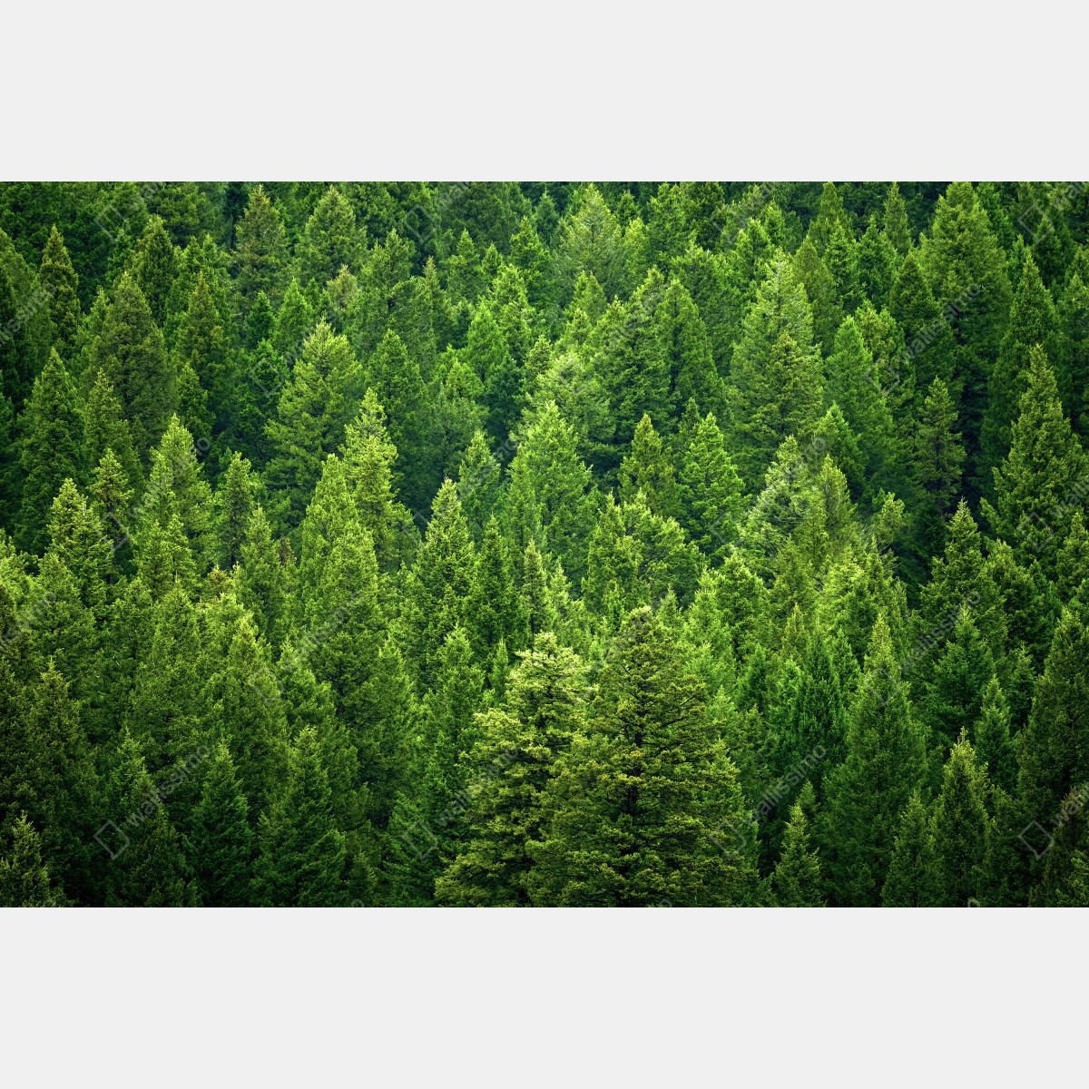 Fototapeta bujna korona lasu sosnowego – Wallissimo® Fototapeta bujna korona lasu sosnowego – Wallissimo®
