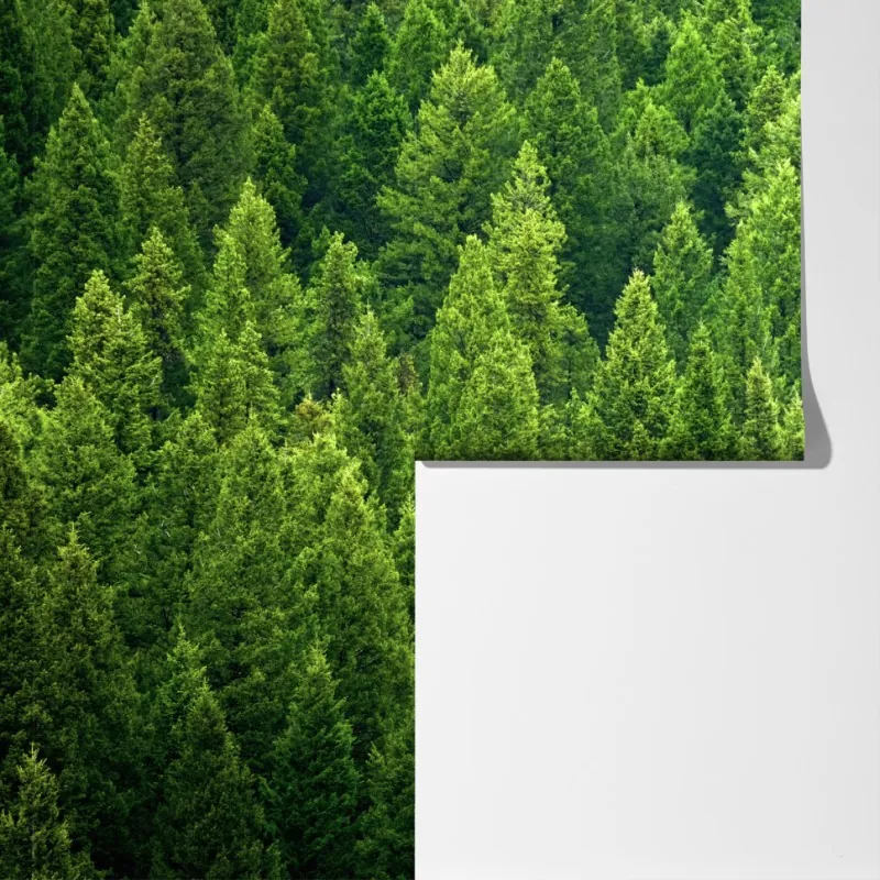 Fototapeta bujna korona lasu sosnowego – Wallissimo® Fototapeta bujna korona lasu sosnowego – Wallissimo®