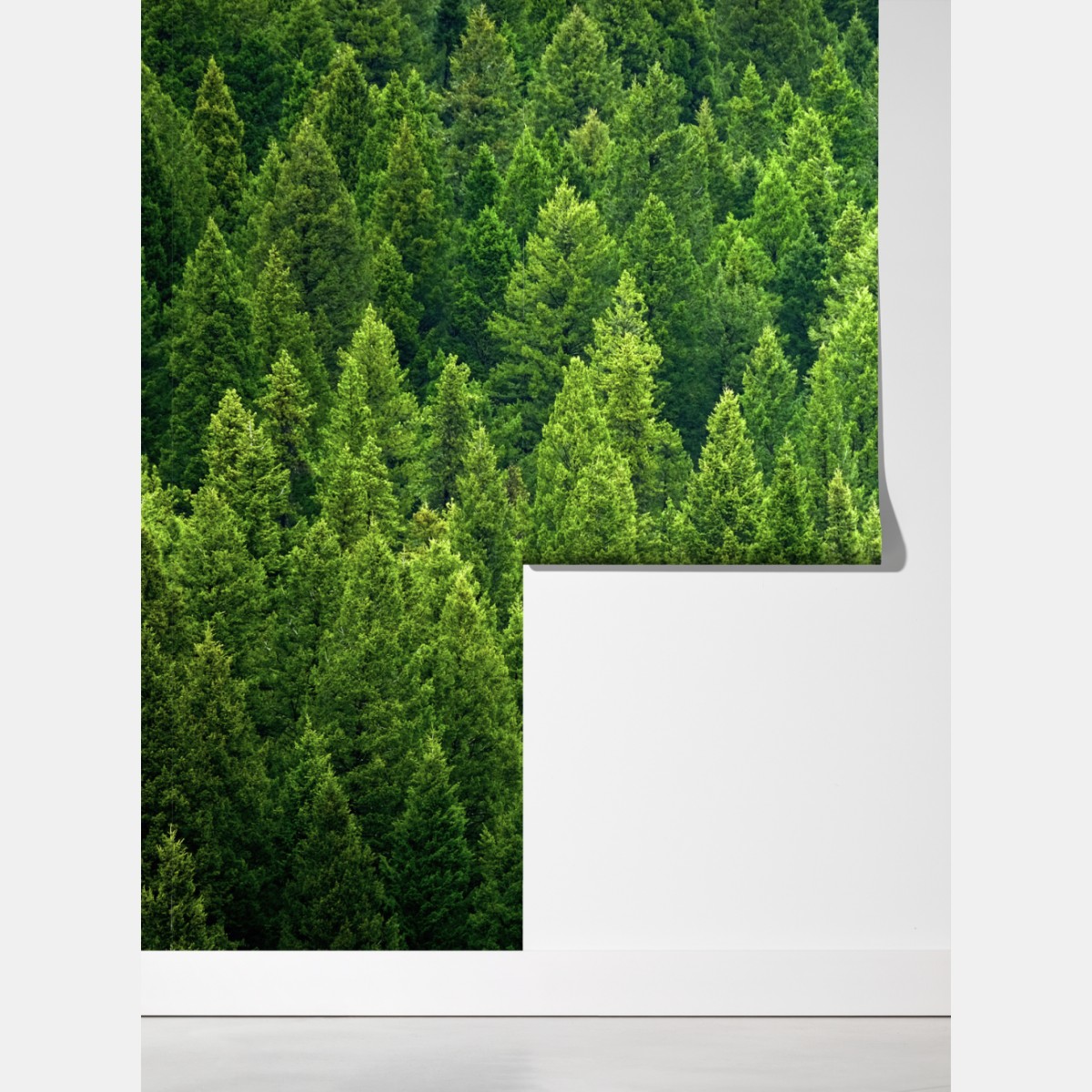 Fototapeta bujna korona lasu sosnowego – Wallissimo® Fototapeta bujna korona lasu sosnowego – Wallissimo®