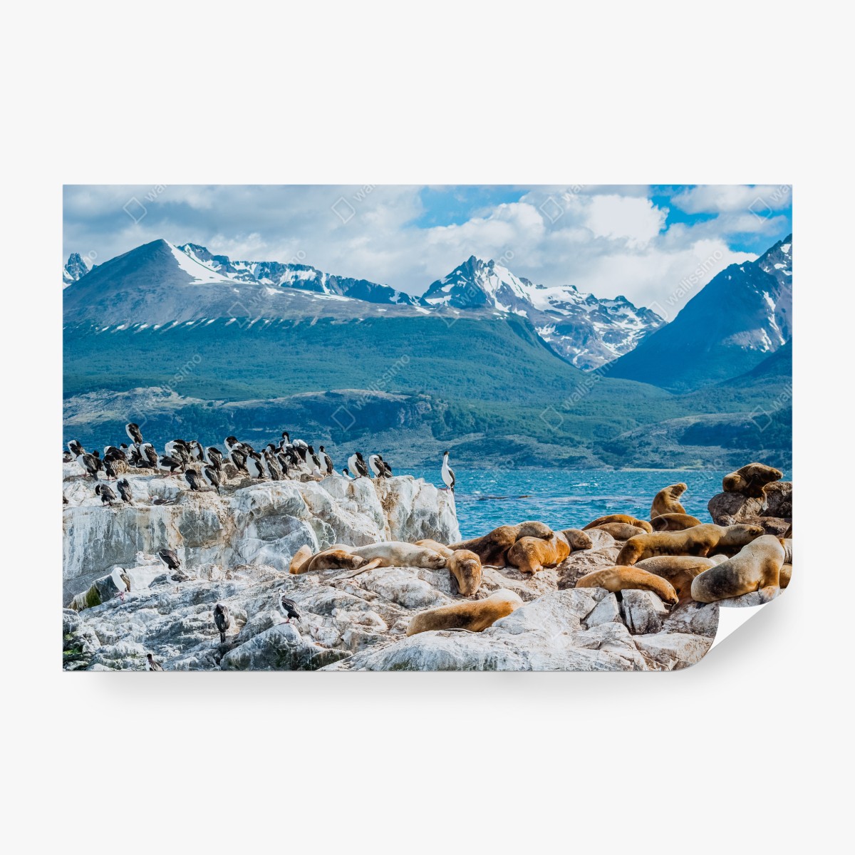 Fototapeta lwy morskie i ptaki na skalistym wybrzeżu – Wallissimo® Fototapeta lwy morskie i ptaki na skalistym wybrzeżu – Wallissimo®