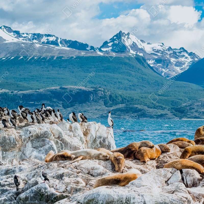Fototapeta lwy morskie i ptaki na skalistym wybrzeżu – Wallissimo® Fototapeta lwy morskie i ptaki na skalistym wybrzeżu – Wallissimo®