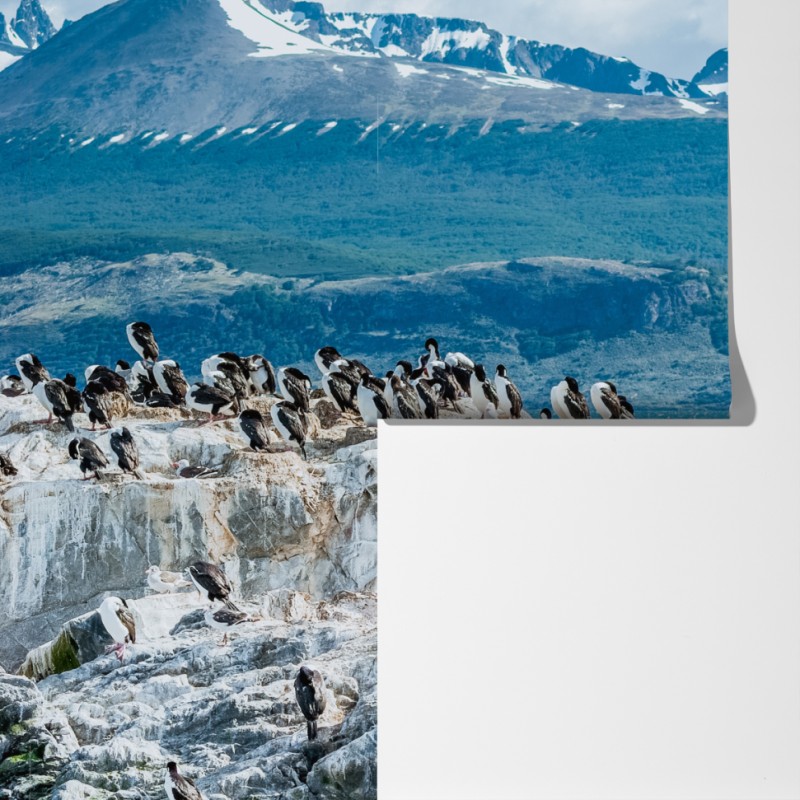 Fototapeta lwy morskie i ptaki na skalistym wybrzeżu – Wallissimo® Fototapeta lwy morskie i ptaki na skalistym wybrzeżu – Wallissimo®