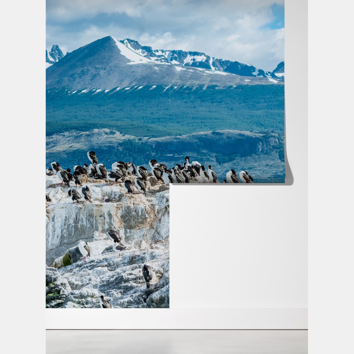 Fototapeta lwy morskie i ptaki na skalistym wybrzeżu – Wallissimo® Fototapeta lwy morskie i ptaki na skalistym wybrzeżu – Wallissimo®