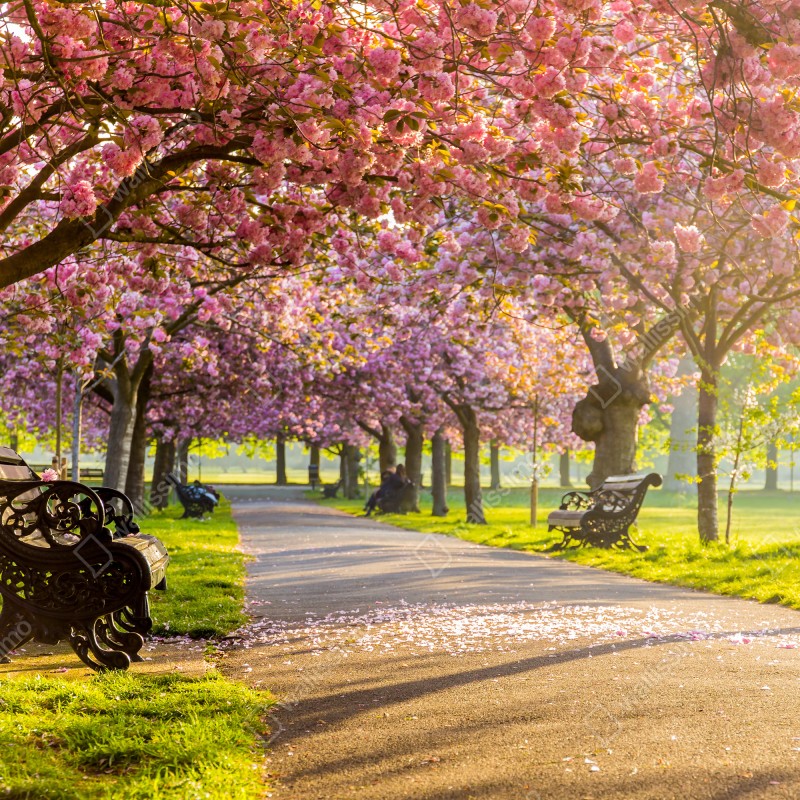 Fototapeta aleja kwitnących wiśni wiosną – Wallissimo® Fototapeta aleja kwitnących wiśni wiosną – Wallissimo®