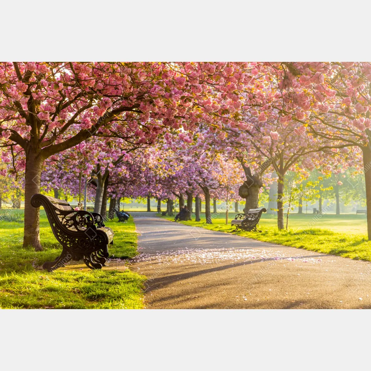 Fototapeta aleja kwitnących wiśni wiosną – Wallissimo® Fototapeta aleja kwitnących wiśni wiosną – Wallissimo®