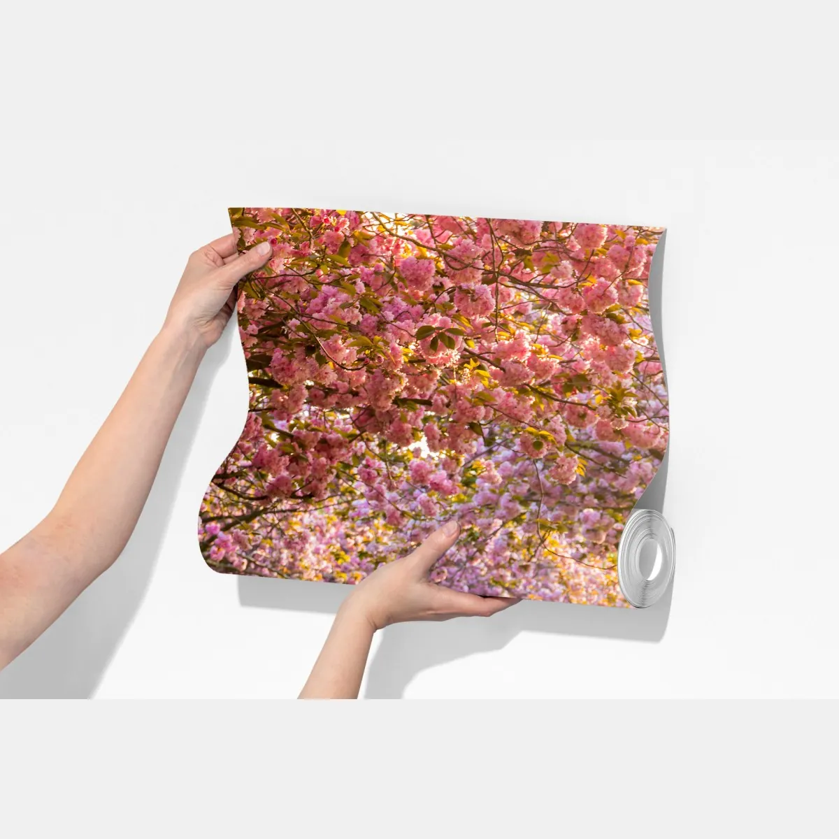 Fototapeta aleja kwitnących wiśni wiosną – Wallissimo® Fototapeta aleja kwitnących wiśni wiosną – Wallissimo®