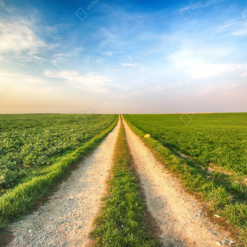Fototapeta polna droga przez zielone pola – Wallissimo® Fototapeta polna droga przez zielone pola – Wallissimo®