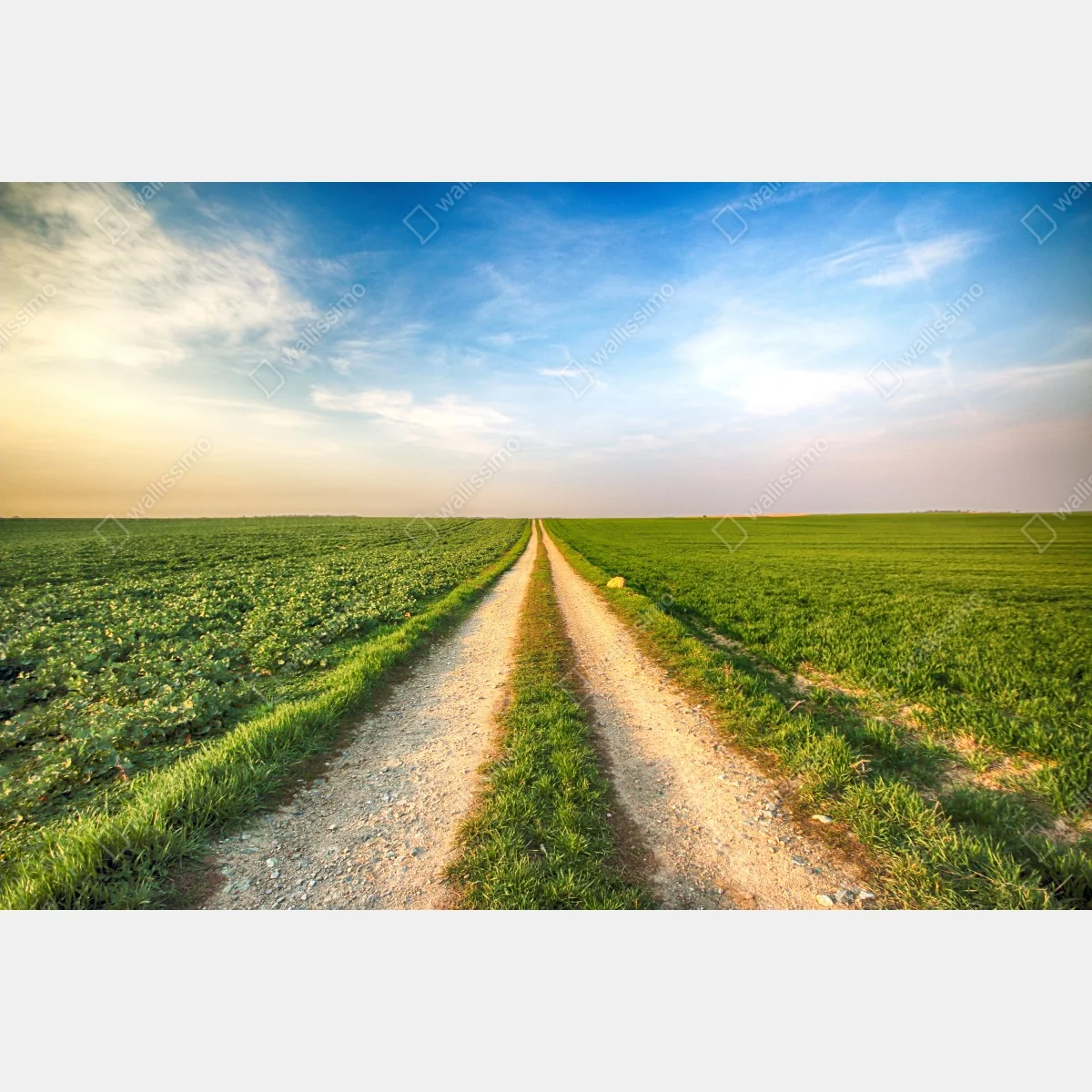 Fototapeta polna droga przez zielone pola – Wallissimo® Fototapeta polna droga przez zielone pola – Wallissimo®