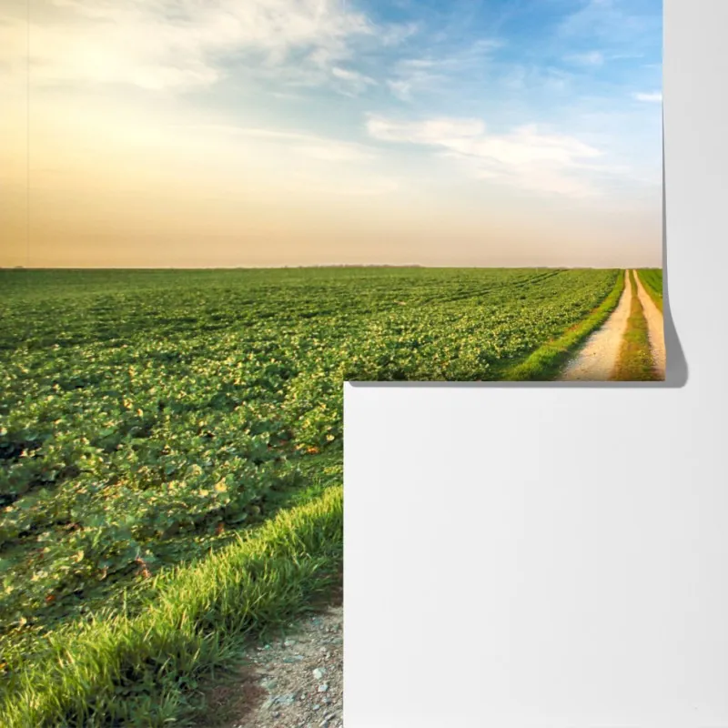 Fototapeta polna droga przez zielone pola – Wallissimo® Fototapeta polna droga przez zielone pola – Wallissimo®