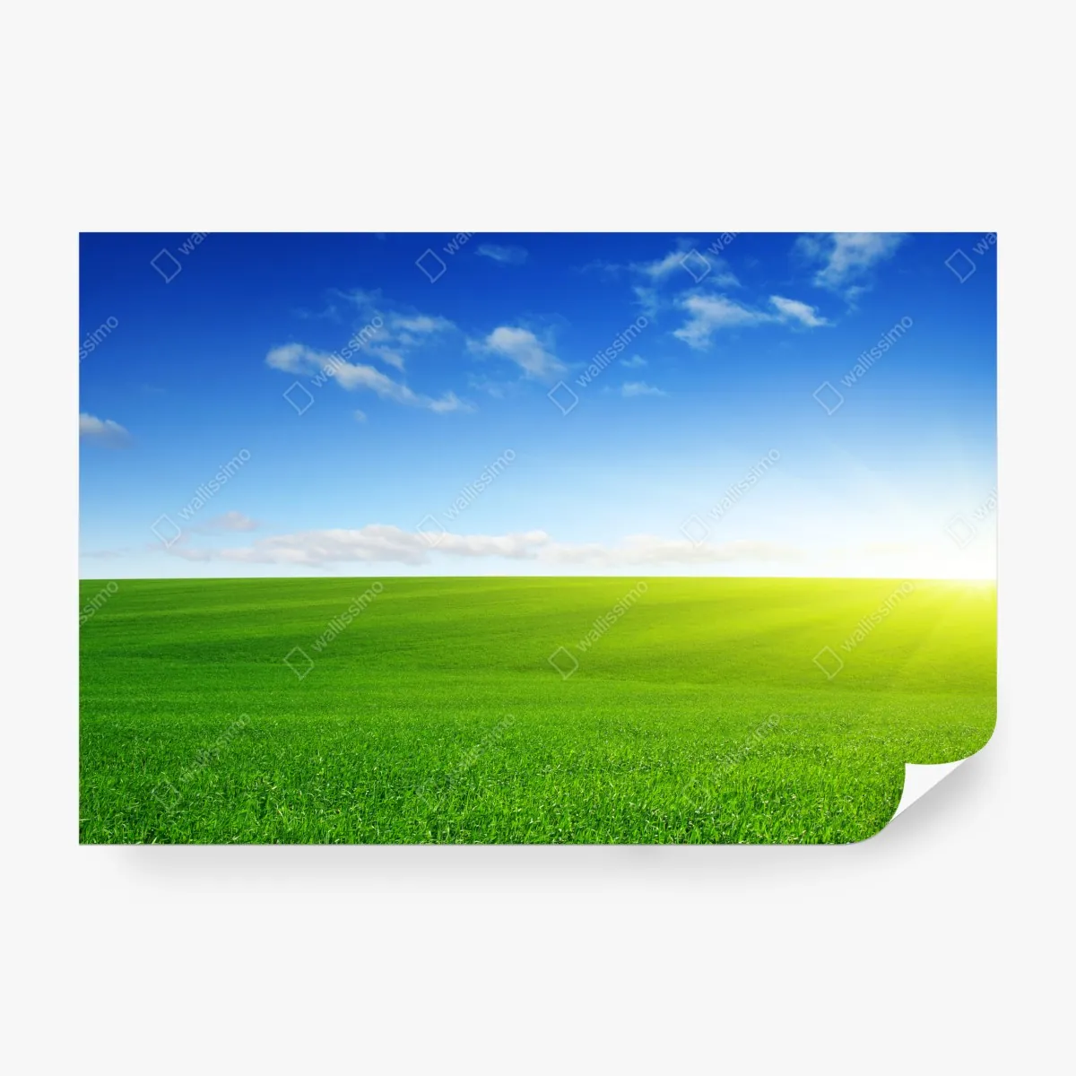 Fototapeta słoneczna zielona łąka o wschodzie – Wallissimo® Fototapeta słoneczna zielona łąka o wschodzie – Wallissimo®