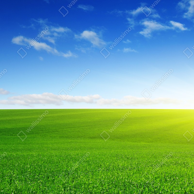 Fototapeta słoneczna zielona łąka o wschodzie – Wallissimo® Fototapeta słoneczna zielona łąka o wschodzie – Wallissimo®