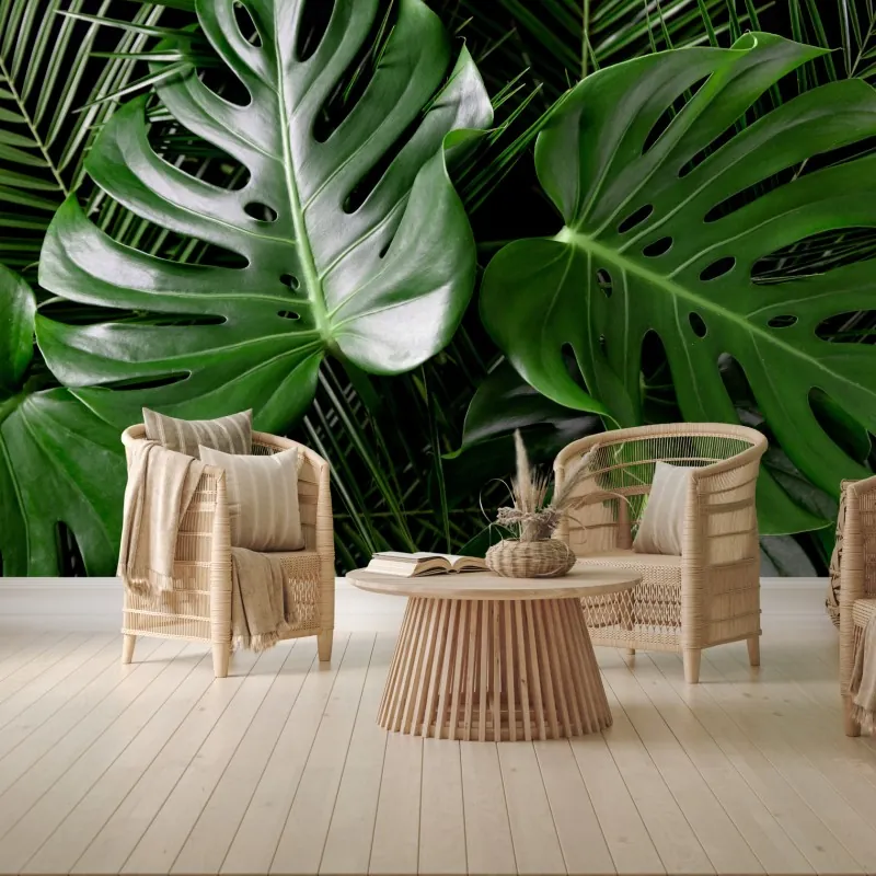 Fototapeta bujne liście monstery