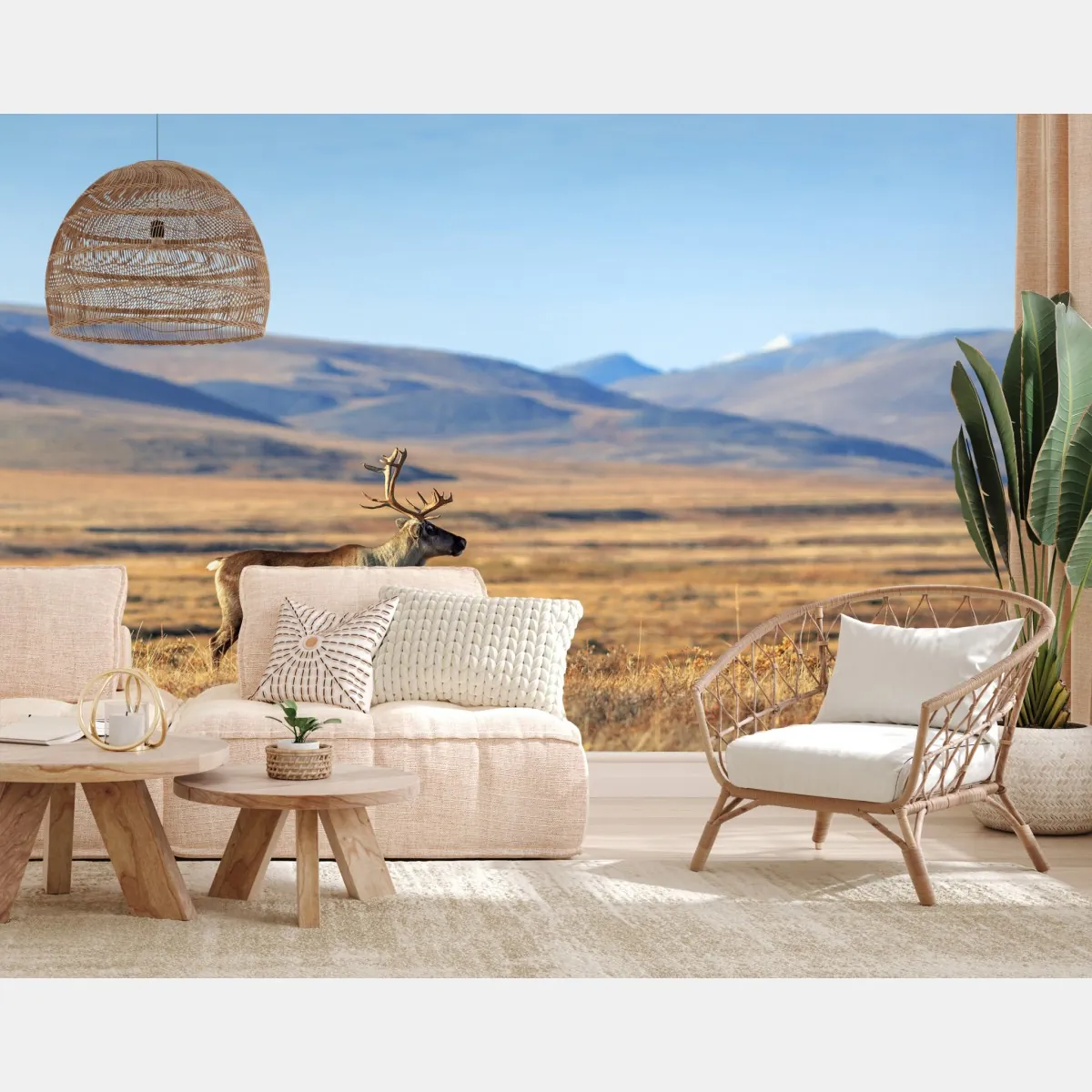 Fototapeta samotny renifer w tundrze w Czukotce – Wallissimo® Fototapeta samotny renifer w tundrze w Czukotce – Wallissimo®