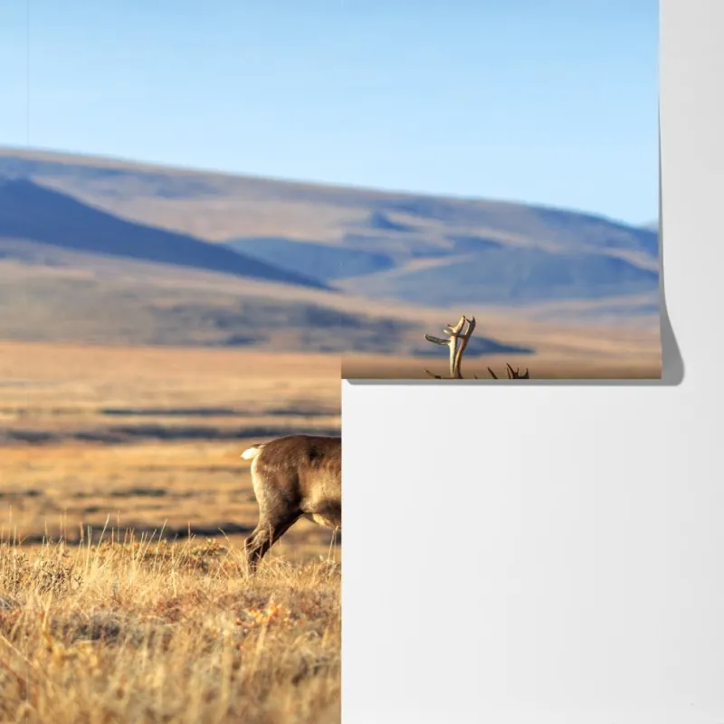 Fototapeta samotny renifer w tundrze w Czukotce – Wallissimo® Fototapeta samotny renifer w tundrze w Czukotce – Wallissimo®