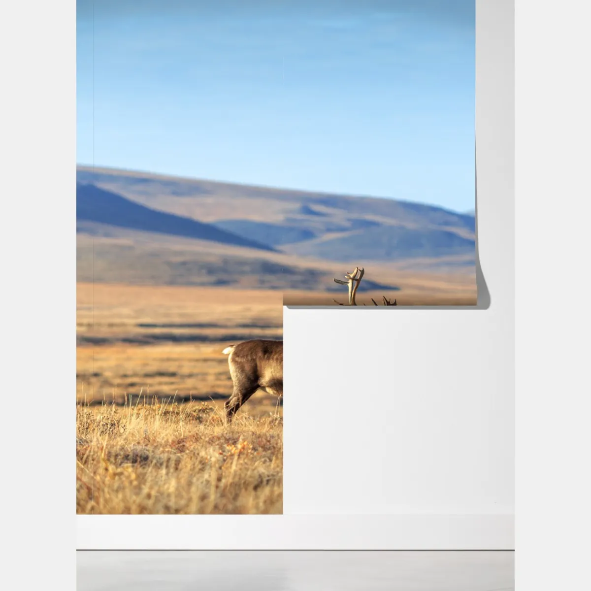 Fototapeta samotny renifer w tundrze w Czukotce – Wallissimo® Fototapeta samotny renifer w tundrze w Czukotce – Wallissimo®