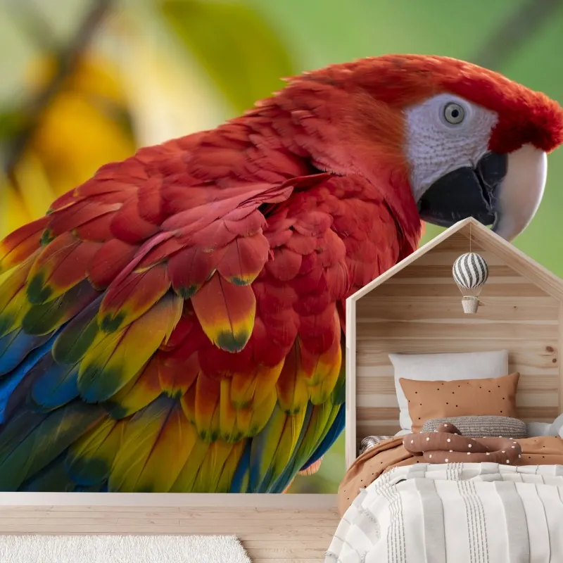 Fototapeta wyrazisty portret ary szkarłatnej