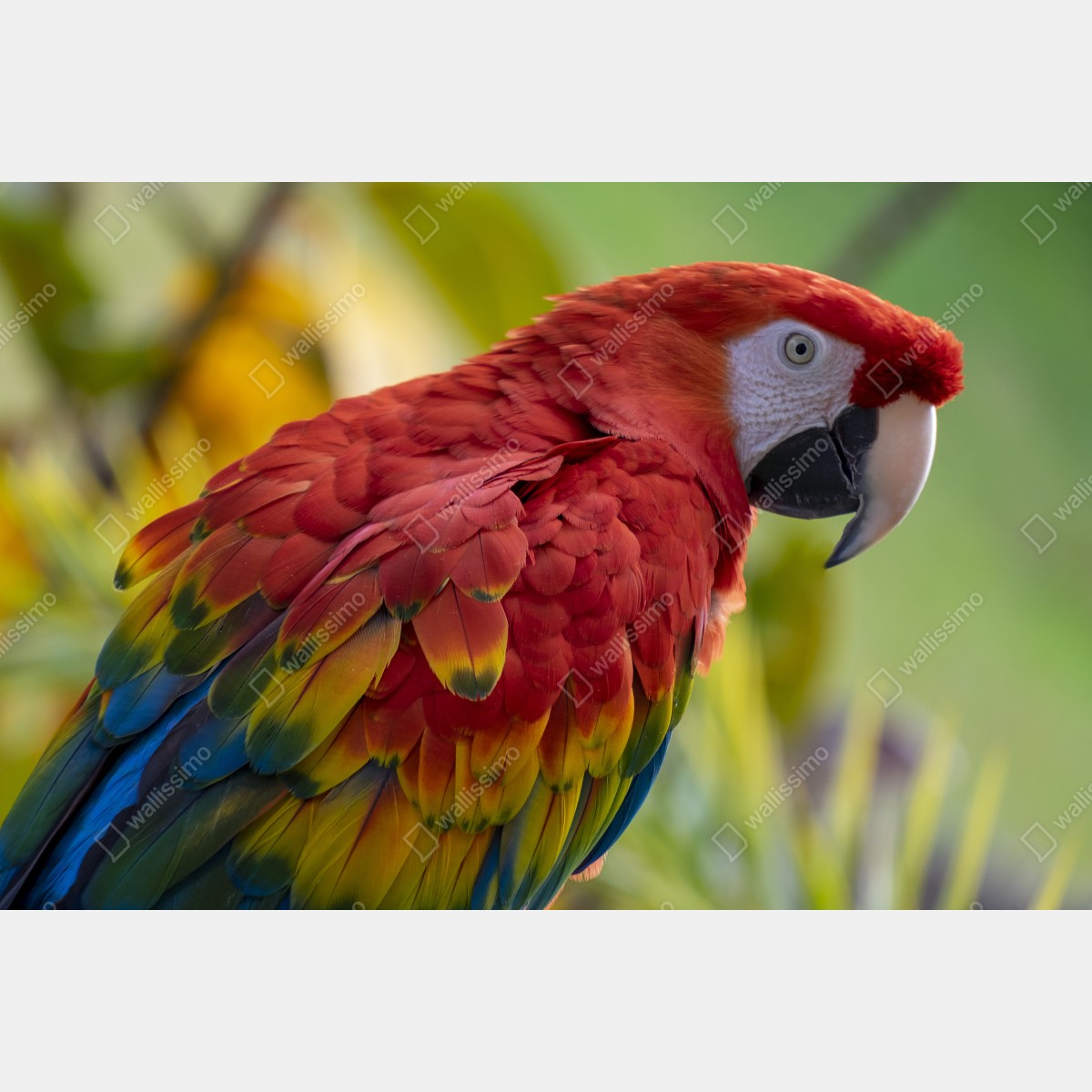 Fototapeta wyrazisty portret ary szkarłatnej – Wallissimo® Fototapeta wyrazisty portret ary szkarłatnej – Wallissimo®