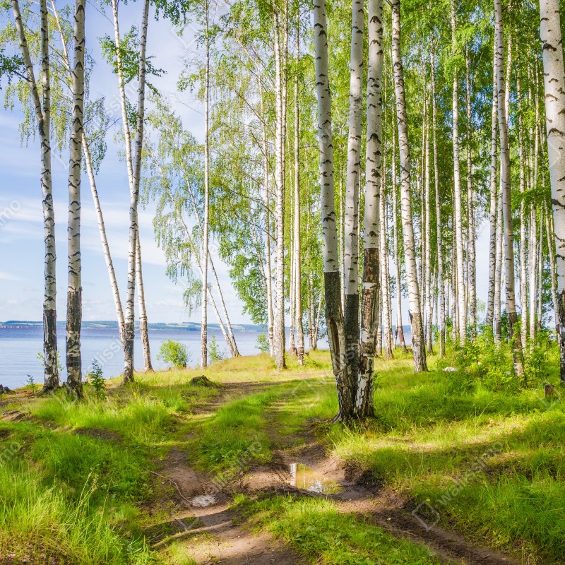Fototapeta słoneczny zagajnik brzozowy nad wodą – Wallissimo® Fototapeta słoneczny zagajnik brzozowy nad wodą – Wallissimo®
