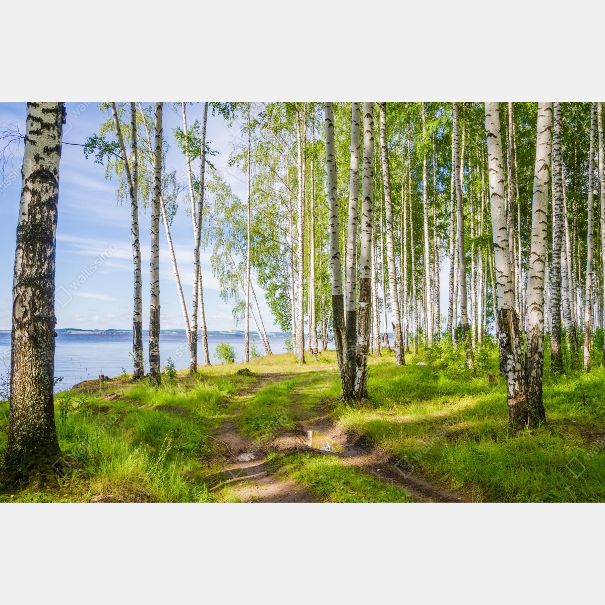 Fototapeta słoneczny zagajnik brzozowy nad wodą – Wallissimo® Fototapeta słoneczny zagajnik brzozowy nad wodą – Wallissimo®