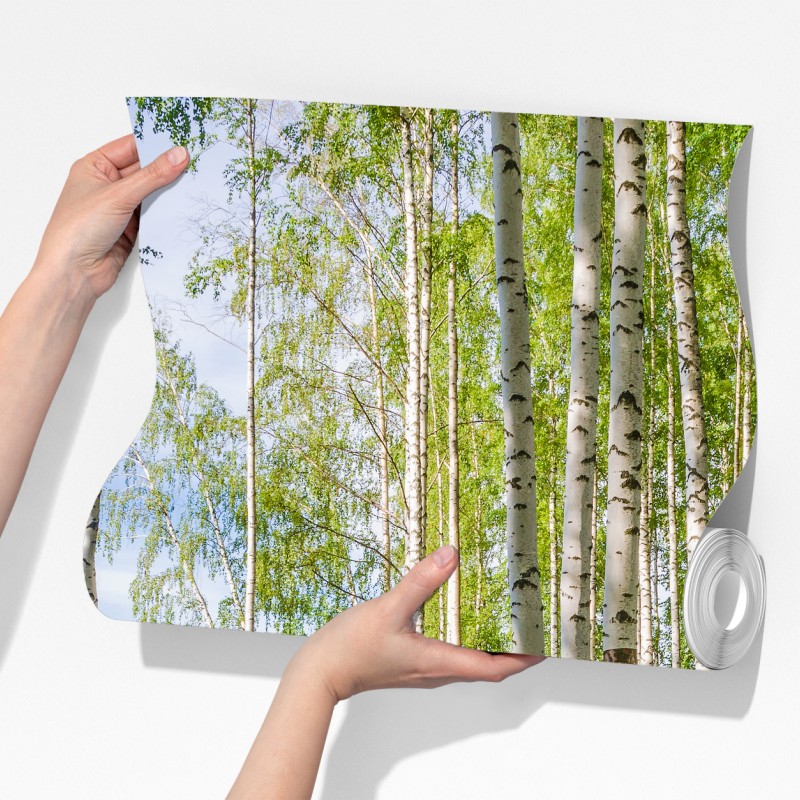 Fototapeta słoneczny zagajnik brzozowy nad wodą – Wallissimo® Fototapeta słoneczny zagajnik brzozowy nad wodą – Wallissimo®