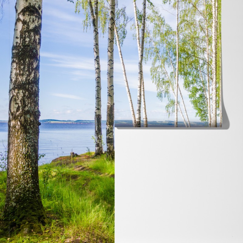 Fototapeta słoneczny zagajnik brzozowy nad wodą – Wallissimo® Fototapeta słoneczny zagajnik brzozowy nad wodą – Wallissimo®