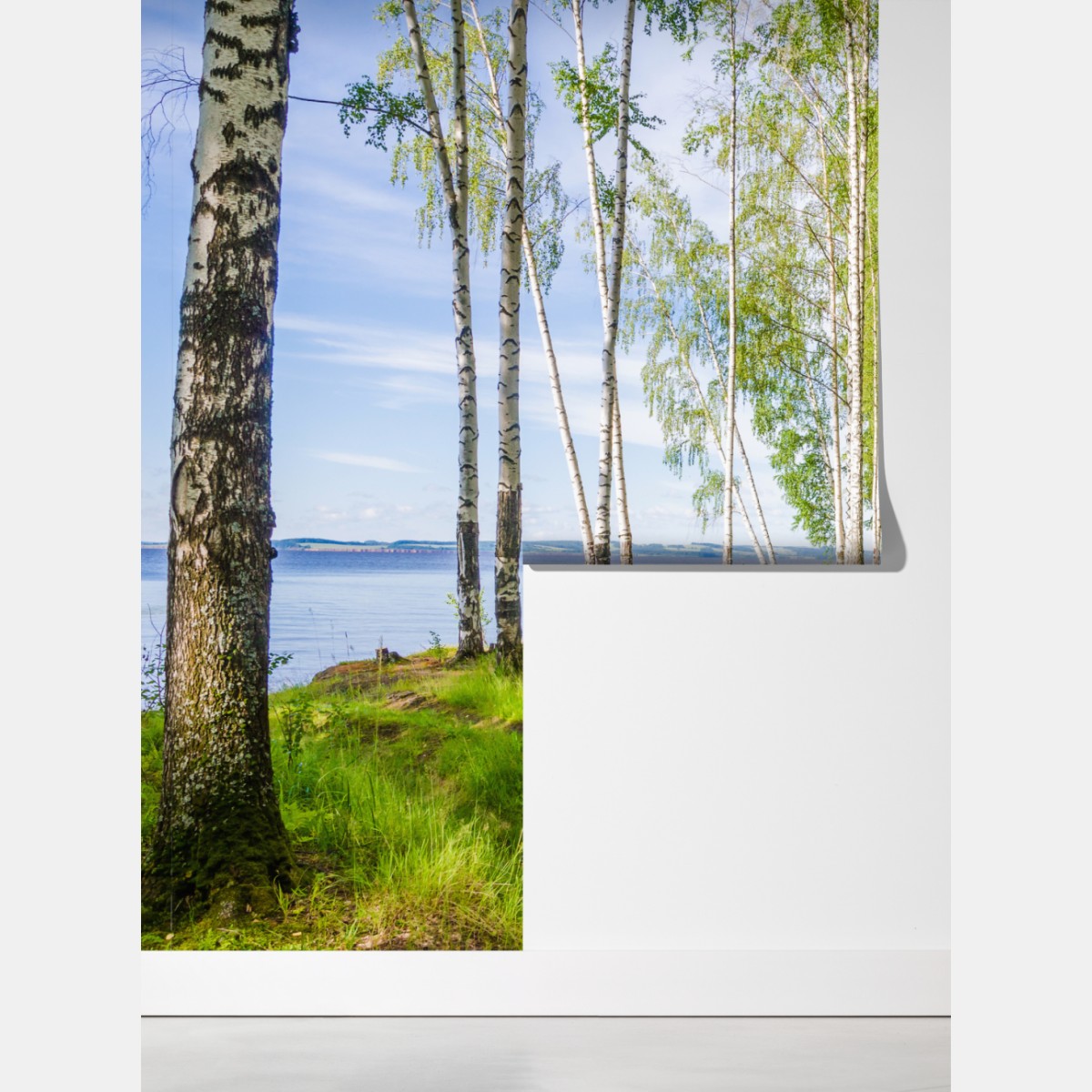 Fototapeta słoneczny zagajnik brzozowy nad wodą – Wallissimo® Fototapeta słoneczny zagajnik brzozowy nad wodą – Wallissimo®