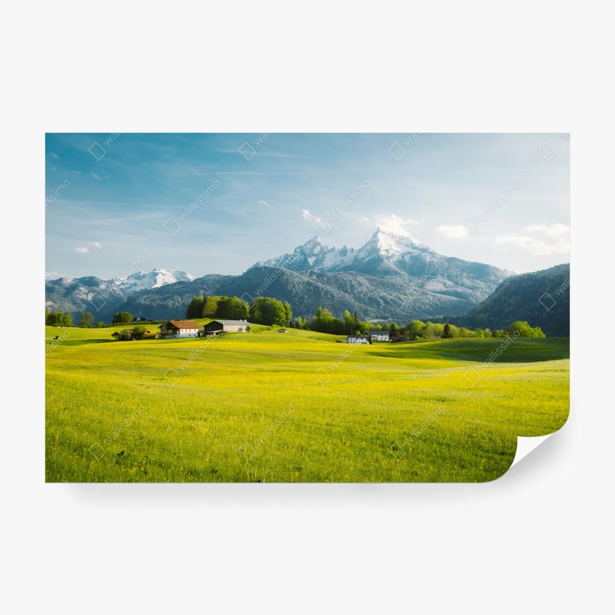 Fototapeta alpejska łąka pod ośnieżonymi szczytami – Wallissimo® Fototapeta alpejska łąka pod ośnieżonymi szczytami – Wallissimo®