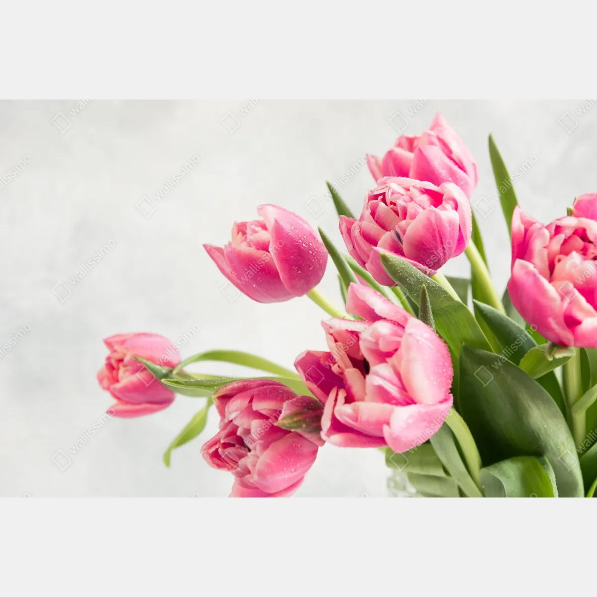 Fototapeta elegancki bukiet różowych tulipanów – Wallissimo® Fototapeta elegancki bukiet różowych tulipanów – Wallissimo®