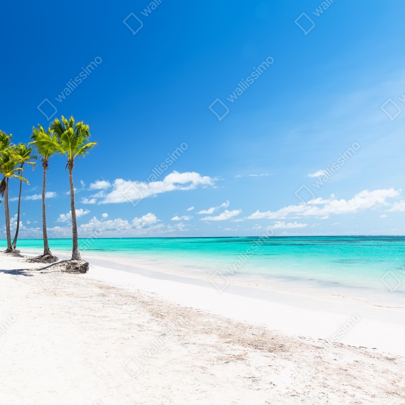 Fototapeta palmy na plaży w Punta Cana – Wallissimo® Fototapeta palmy na plaży w Punta Cana – Wallissimo®