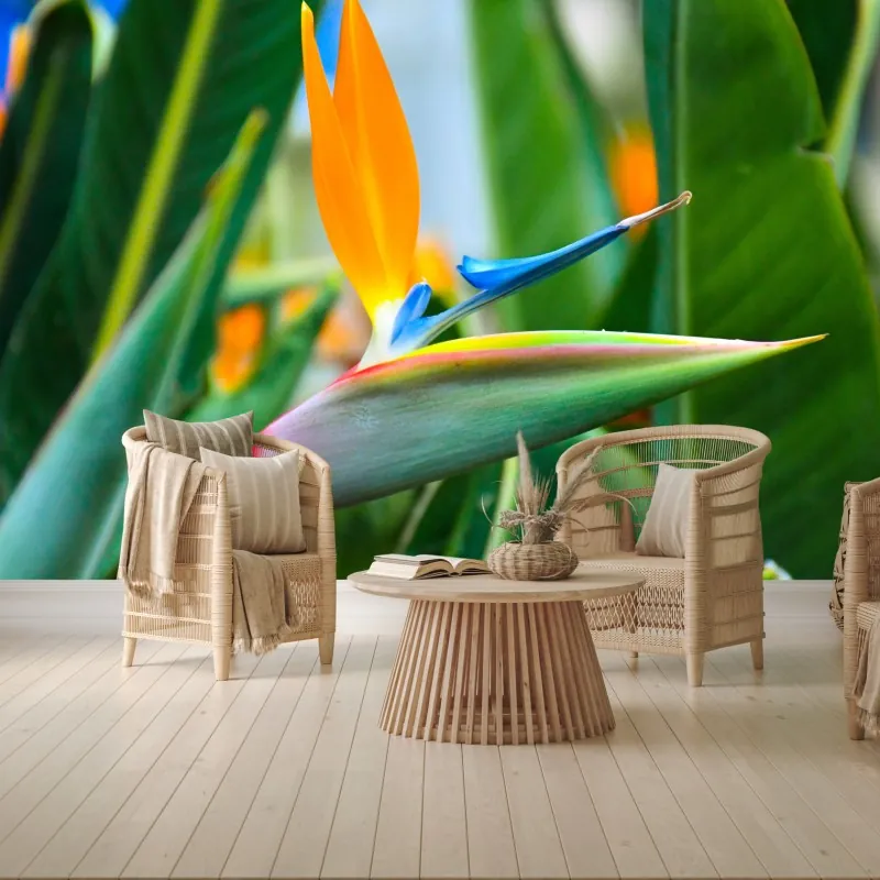 Fototapeta żywy kwiat ptaka rajskiego – Wallissimo® Fototapeta żywy kwiat ptaka rajskiego – Wallissimo®