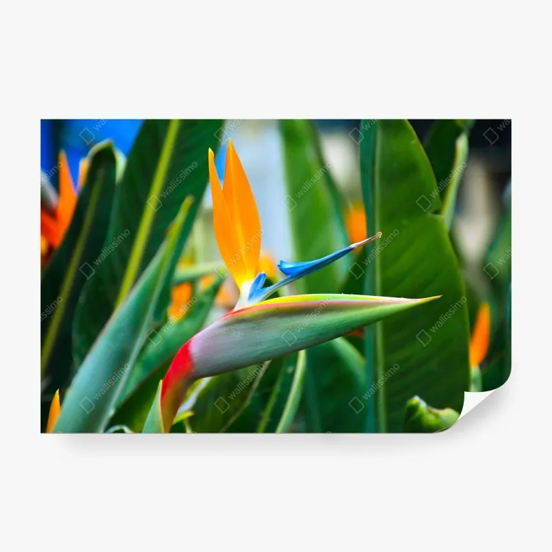 Fototapeta spokojna alpejska dolina – Wallissimo®