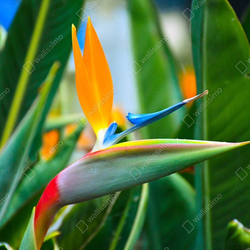 Fototapeta żywy kwiat ptaka rajskiego – Wallissimo® Fototapeta żywy kwiat ptaka rajskiego – Wallissimo®
