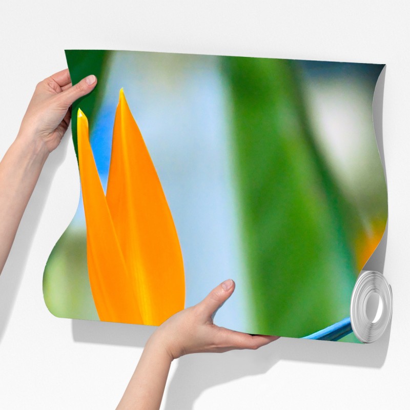 Fototapeta żywy kwiat ptaka rajskiego – Wallissimo® Fototapeta żywy kwiat ptaka rajskiego – Wallissimo®