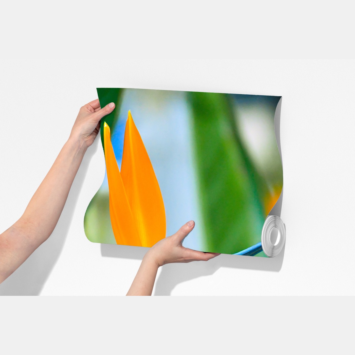 Fototapeta żywy kwiat ptaka rajskiego – Wallissimo® Fototapeta żywy kwiat ptaka rajskiego – Wallissimo®