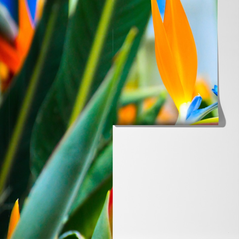 Fototapeta żywy kwiat ptaka rajskiego – Wallissimo® Fototapeta żywy kwiat ptaka rajskiego – Wallissimo®