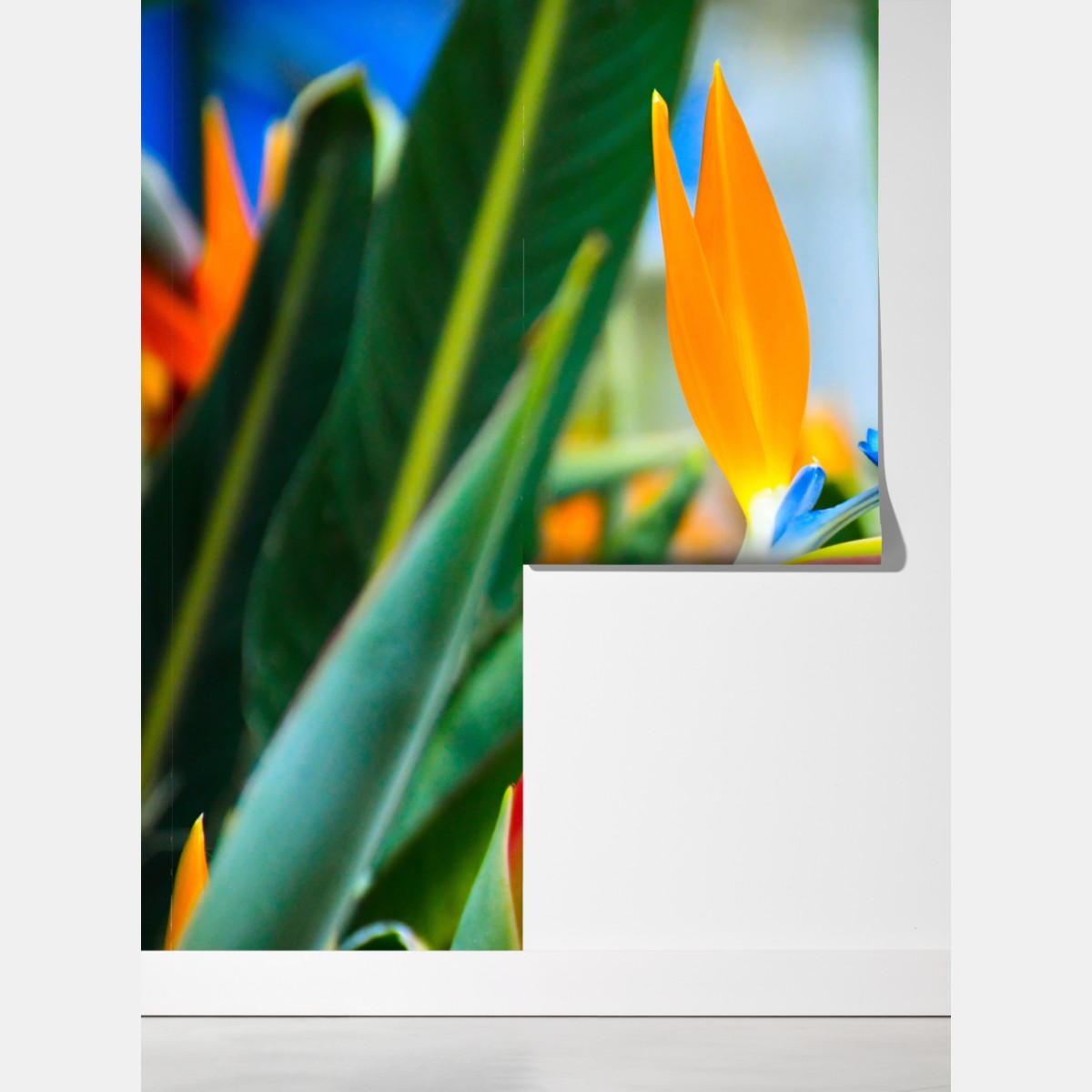 Fototapeta żywy kwiat ptaka rajskiego – Wallissimo® Fototapeta żywy kwiat ptaka rajskiego – Wallissimo®