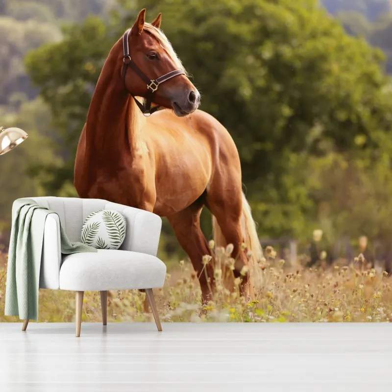 Fototapeta majestatyczny kasztanowy koń na letniej łące