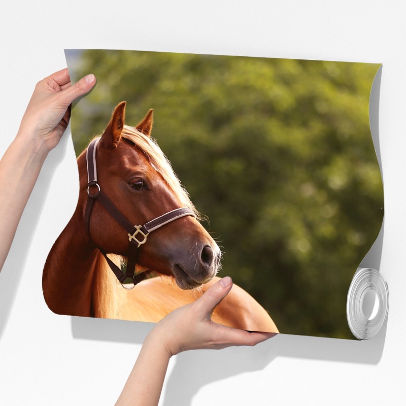 Fototapeta majestatyczny kasztanowy koń na letniej łące – Wallissimo® Fototapeta majestatyczny kasztanowy koń na letniej łące – Wallissimo®