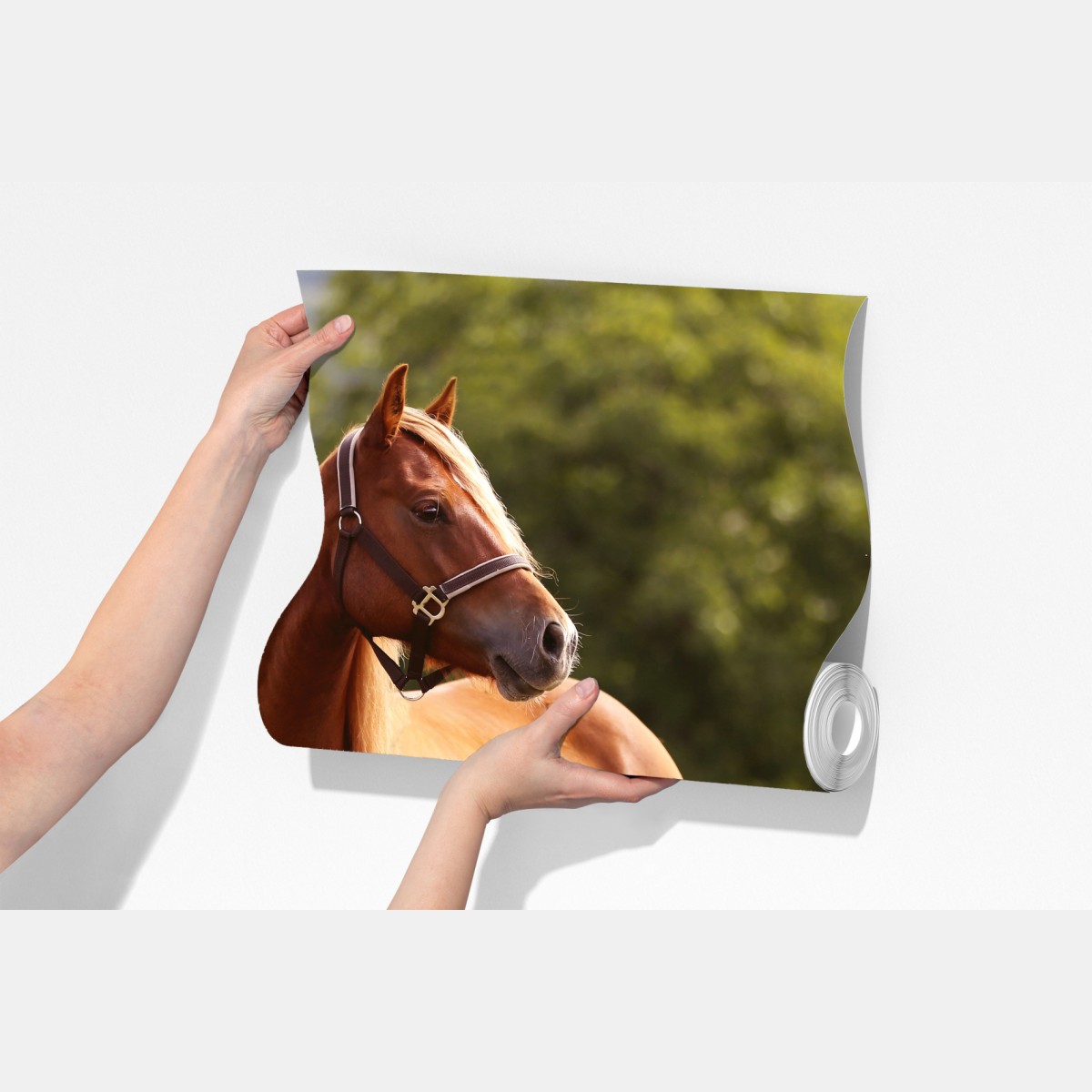 Fototapeta majestatyczny kasztanowy koń na letniej łące – Wallissimo® Fototapeta majestatyczny kasztanowy koń na letniej łące – Wallissimo®